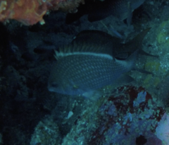 Chromis alta