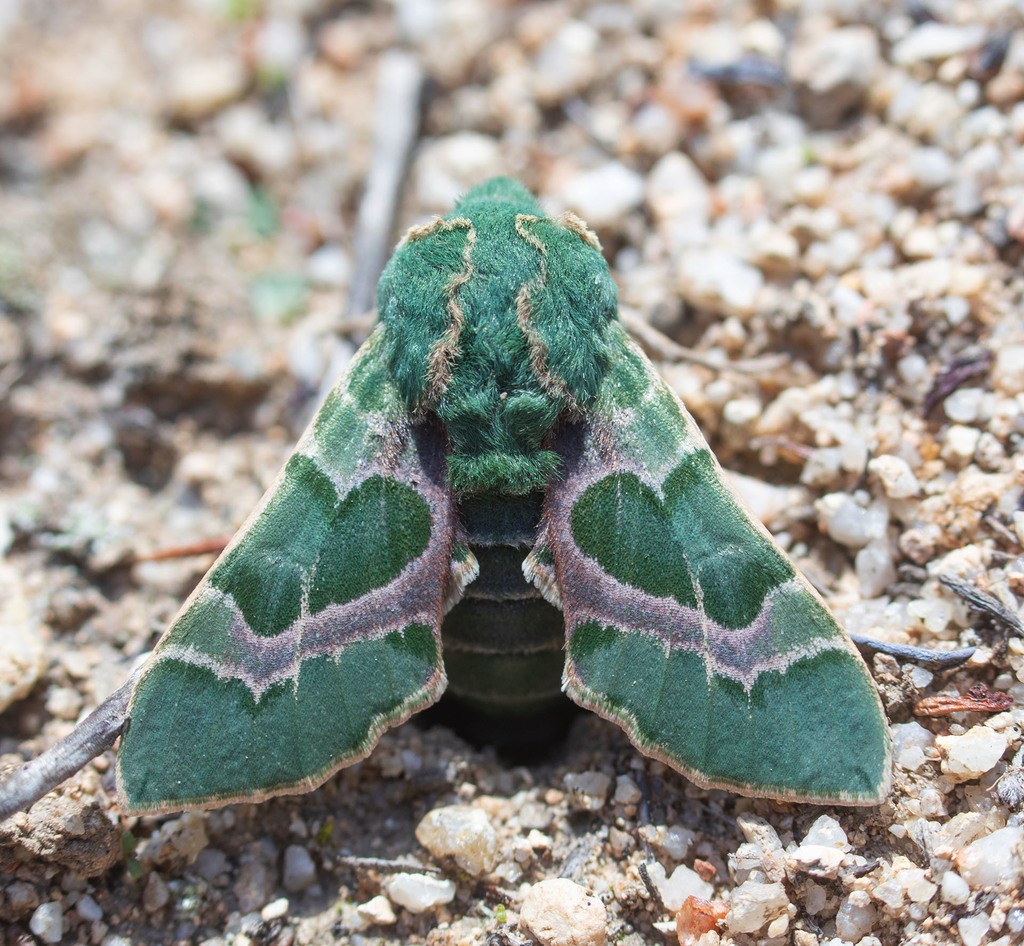 Pacific Green Sphinx