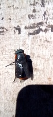 Osca lata