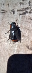 Osca lata