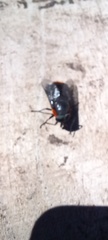 Osca lata