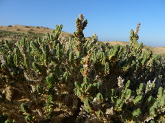 Crucianella maritima