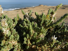 Crucianella maritima