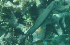 Siganus punctatus