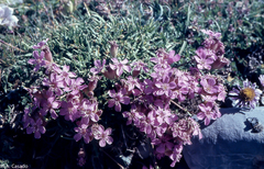Saponaria caespitosa