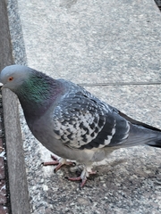 Columba livia domestica