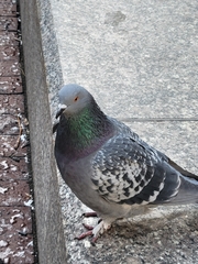 Columba livia domestica
