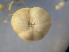 Gavelinopsis isabelleana