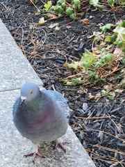 Columba livia domestica