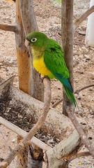 Eupsittula cactorum