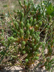 Crucianella maritima