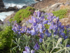 Lupinus niveus