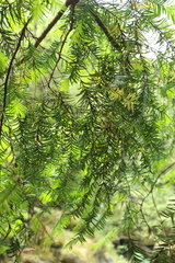 Taxus globosa