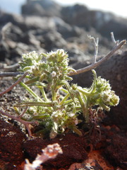 Cryptantha maritima