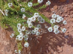 Selago fruticosa