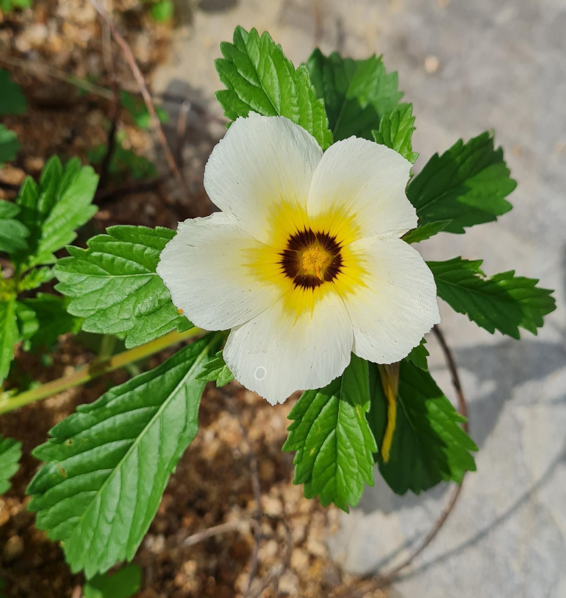 Turnera subulata