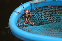 Nilus radiatolineatus