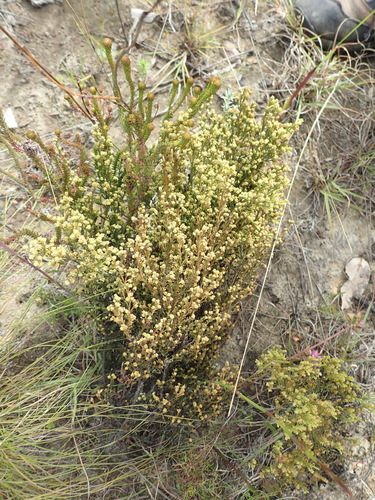 Image of Thesium ericifolium by (c) Nicola van Berkel, some rights reserved (CC BY-SA)