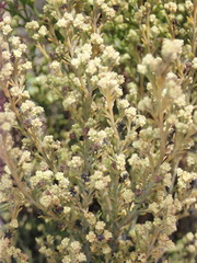 Thesium ericifolium