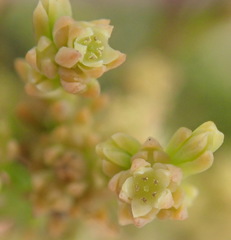 Thesium ericifolium