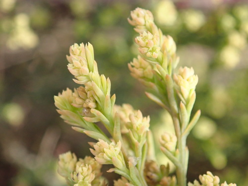 Image of Thesium ericifolium by (c) Nicola van Berkel, some rights reserved (CC BY-SA)