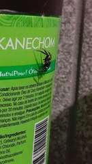 Coryphasia nigriventris