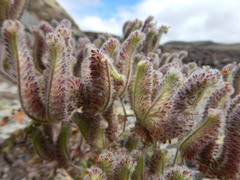 Phacelia floribunda