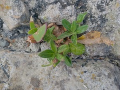 Solanum africanum