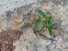 Knowltonia vesicatoria