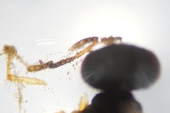 Pteromalini