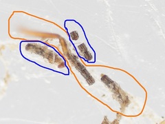 Pteromalini
