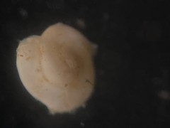 Adelosina bicornis