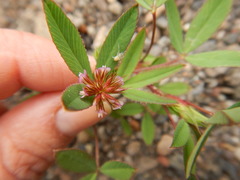 Trifolium palmeri