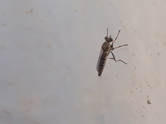 Stichopogon elegantulus