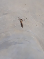 Stichopogon elegantulus