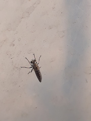 Stichopogon elegantulus