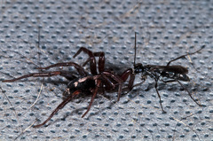 Auplopus carbonarius