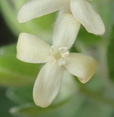 Gnidia denudata
