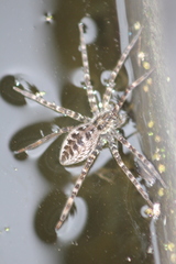 Nilus radiatolineatus
