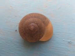 Zachrysia provisoria