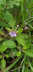 Ruellia cordata