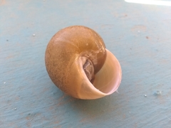 Zachrysia provisoria