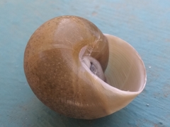 Zachrysia provisoria