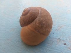 Zachrysia provisoria