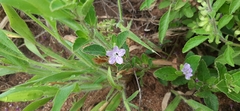 Ruellia cordata