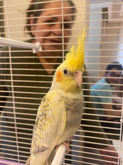 Nymphicus hollandicus