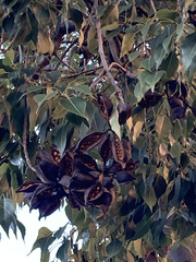 Brachychiton populneus