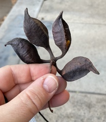 Brachychiton populneus