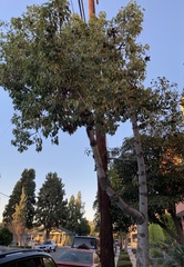 Brachychiton populneus