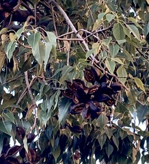 Brachychiton populneus